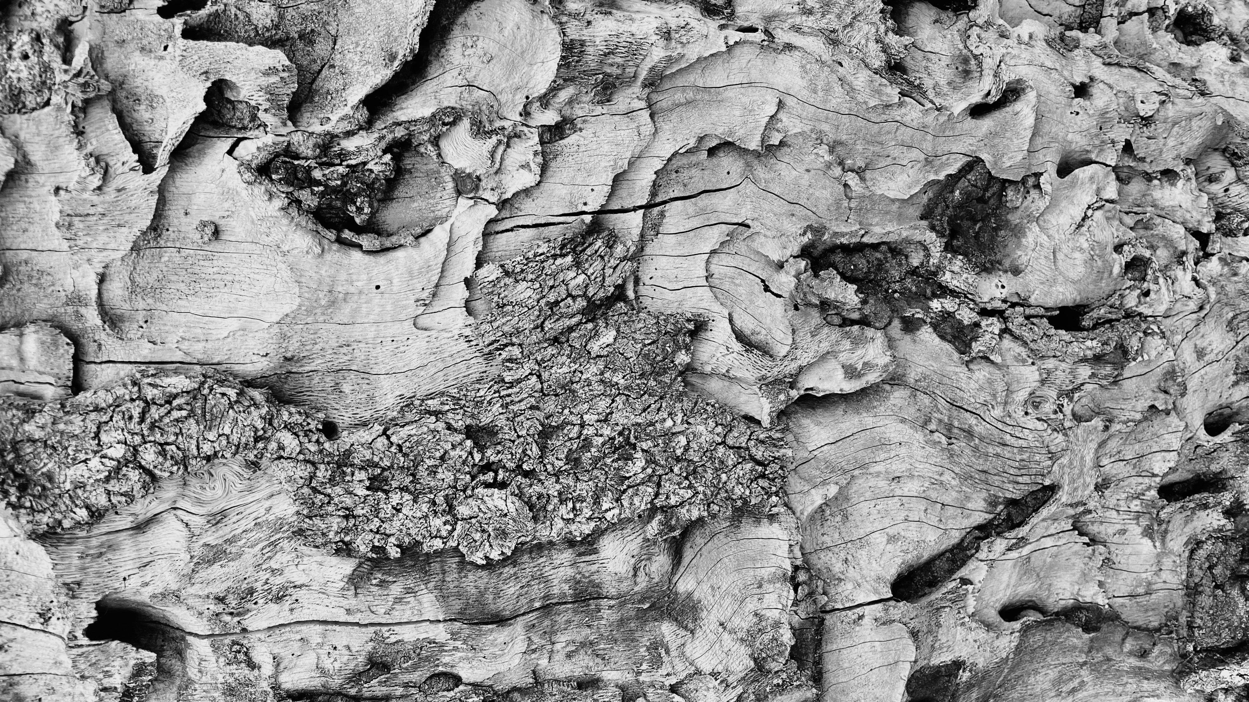 corteccia
